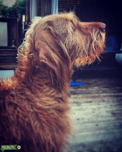 Wanted wirehaired vizsla stud dog  Listing Image