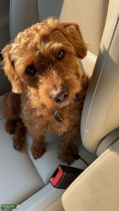Jack- a- poo stud looking for girlfriend  Listing Image