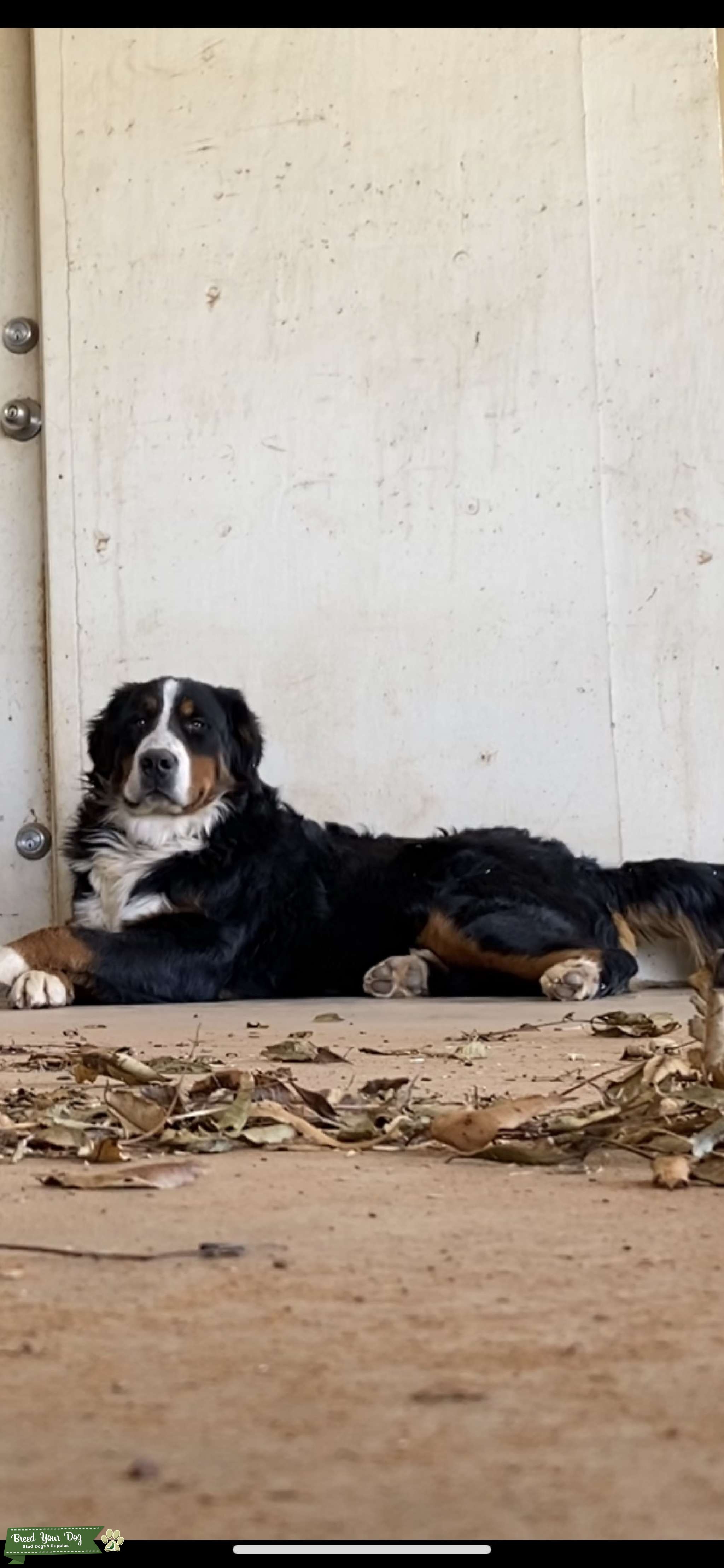 Bernese Mountain Dog Stud Dog in Oklahoma , the United States Breed