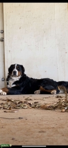 Bernese Mountain Dog Listing Image