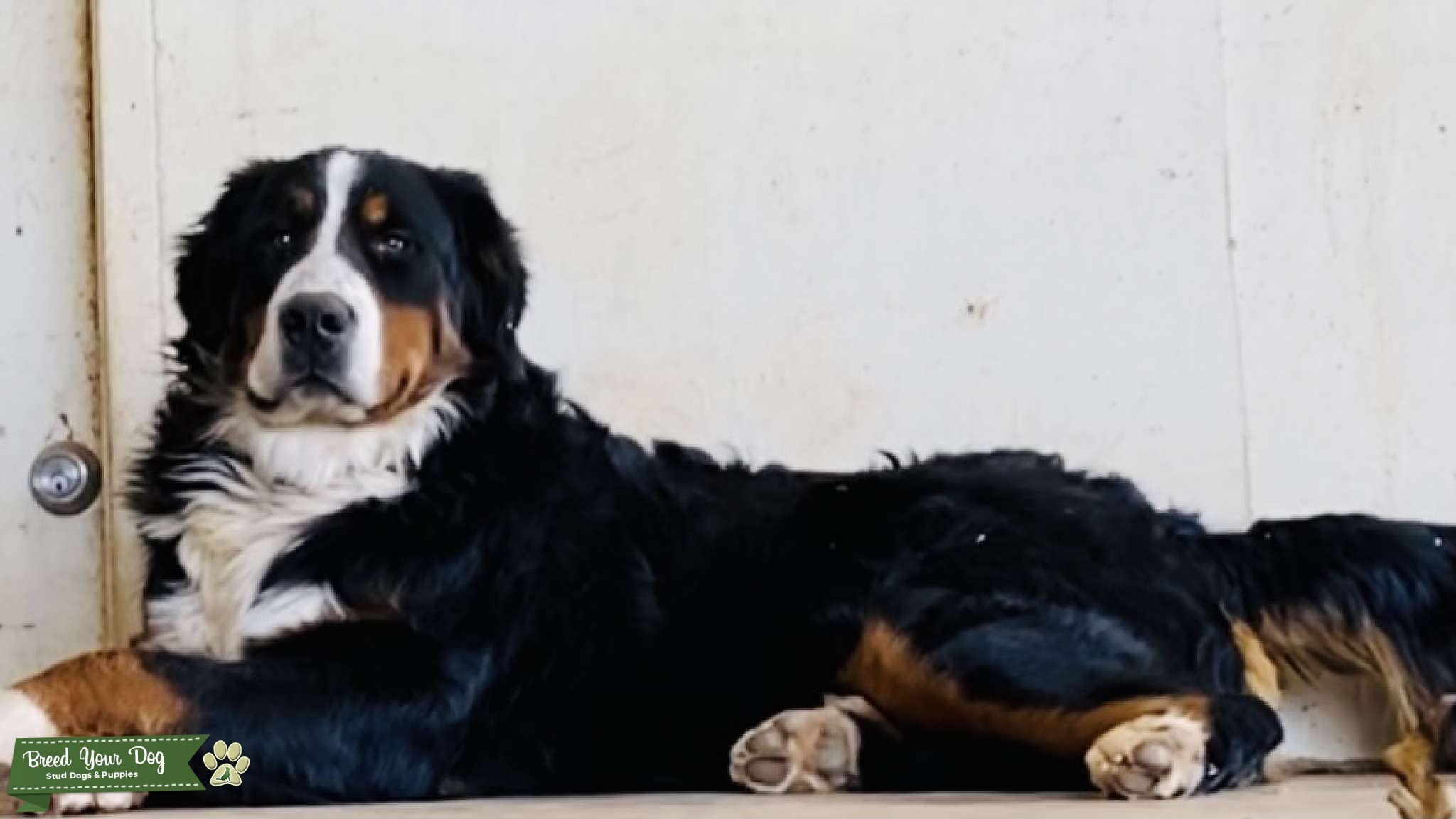 Bernese Mountain Dog Stud Dog in Oklahoma , the United States Breed