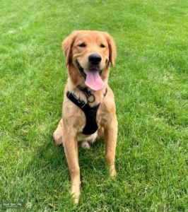 Remi, Golden Retriever stud available  Listing Image