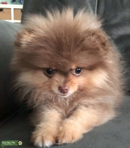 Cute Pomeranian   Listing Image
