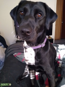 Black Labrador retriever Listing Image