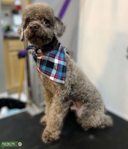 Looking for a female poodle to mate with  Listing Image