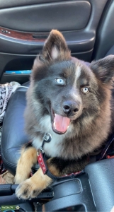 Pomsky Stud Listing Image
