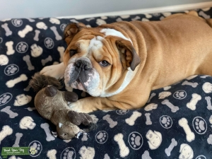Perfect English Bulldog looking for mate  Listing Image