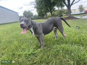Tri XL American Bully Listing Image