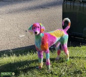 white standard poodle Listing Image