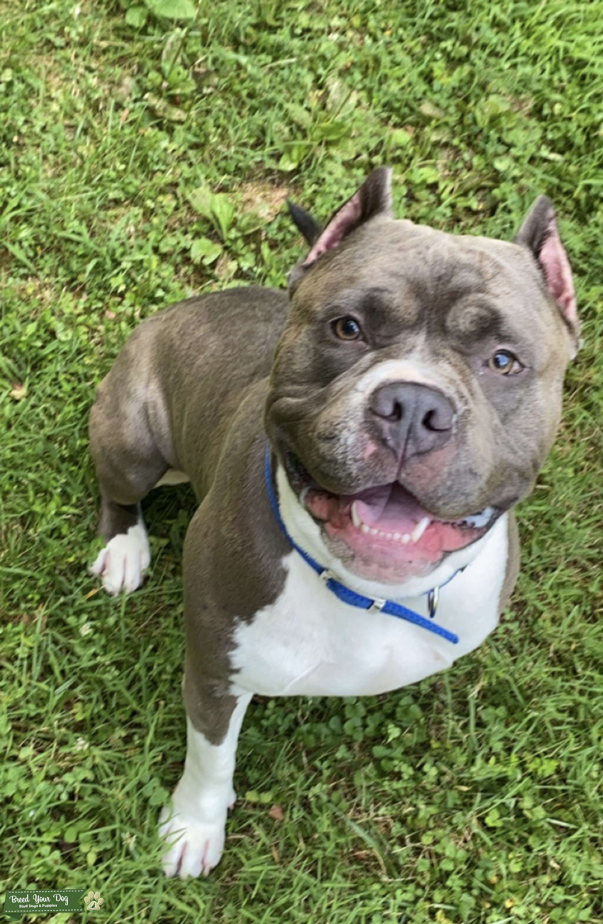 The Best Bully Bullying Stud Dog in Midwest , the United States