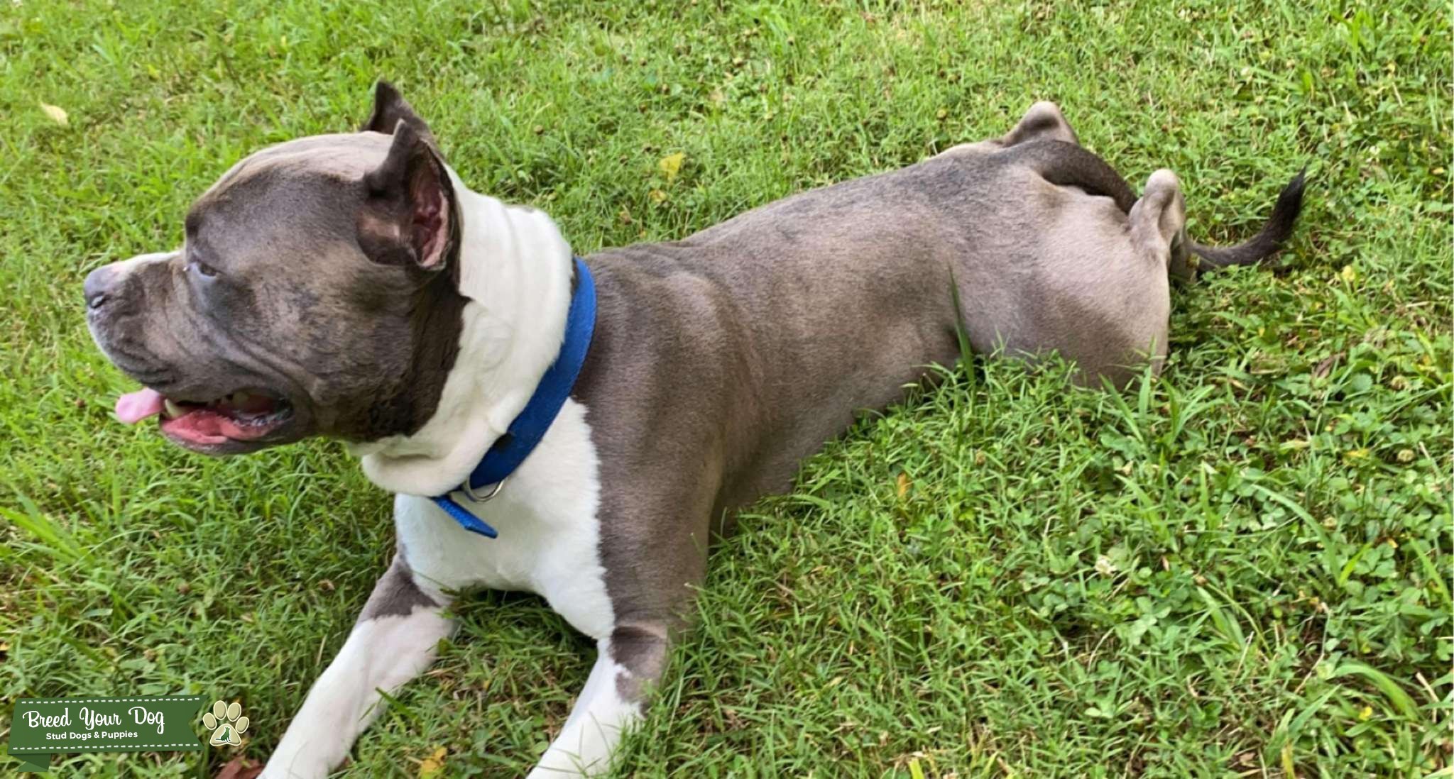 The Best Bully Bullying Stud Dog in Midwest , India Breed Your Dog