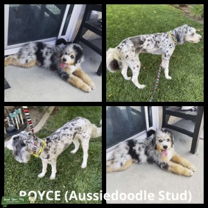Merle Phantom Aussiedoodle Stud Listing Image