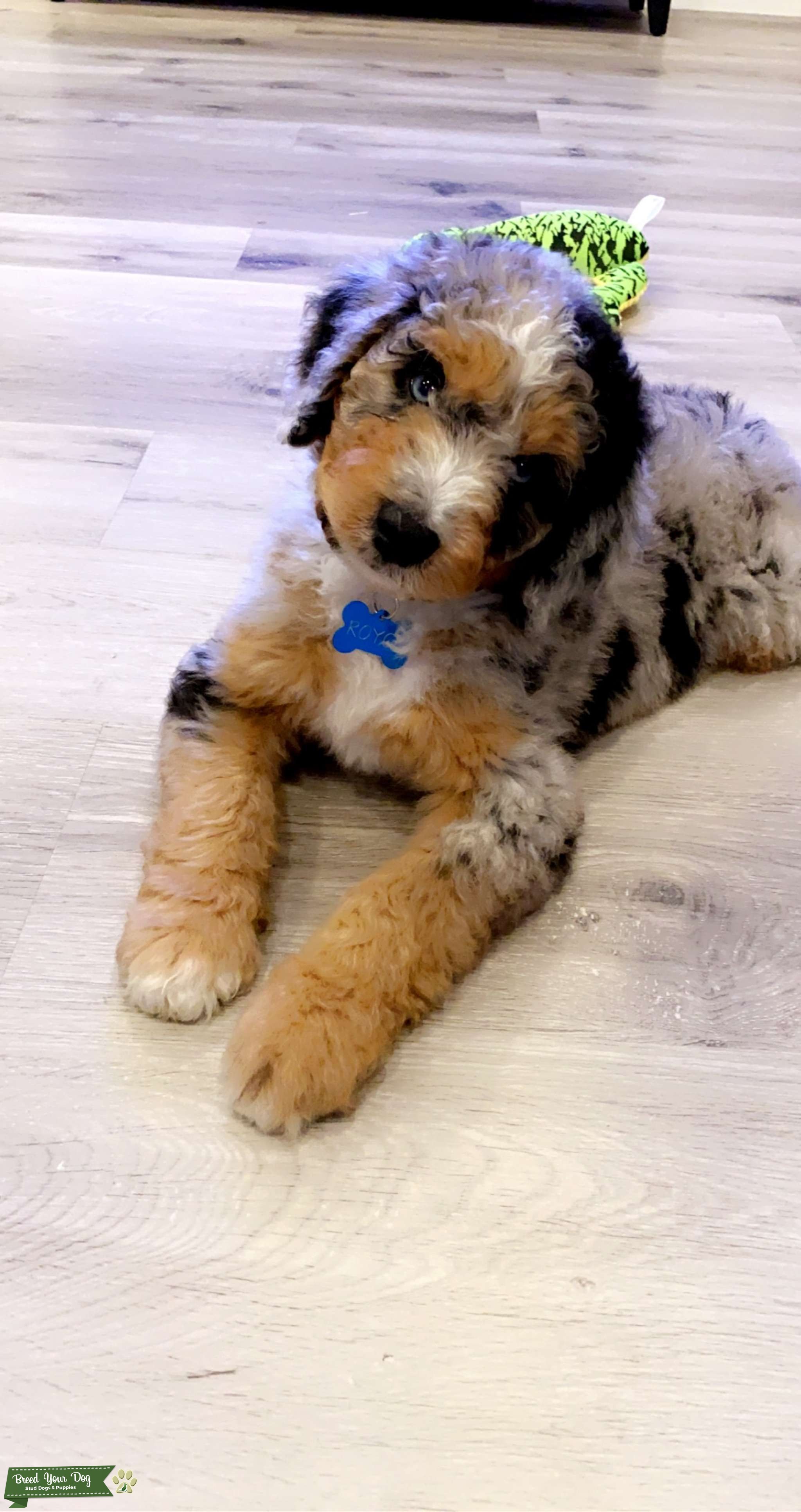 Merle Phantom Aussiedoodle Stud Stud Dog in California, the United