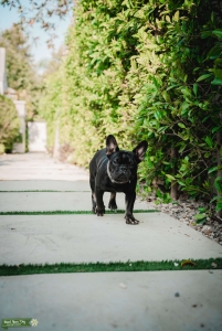 Black and Tan French Bulldog Listing Image
