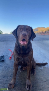 Chocolate lab Listing Image
