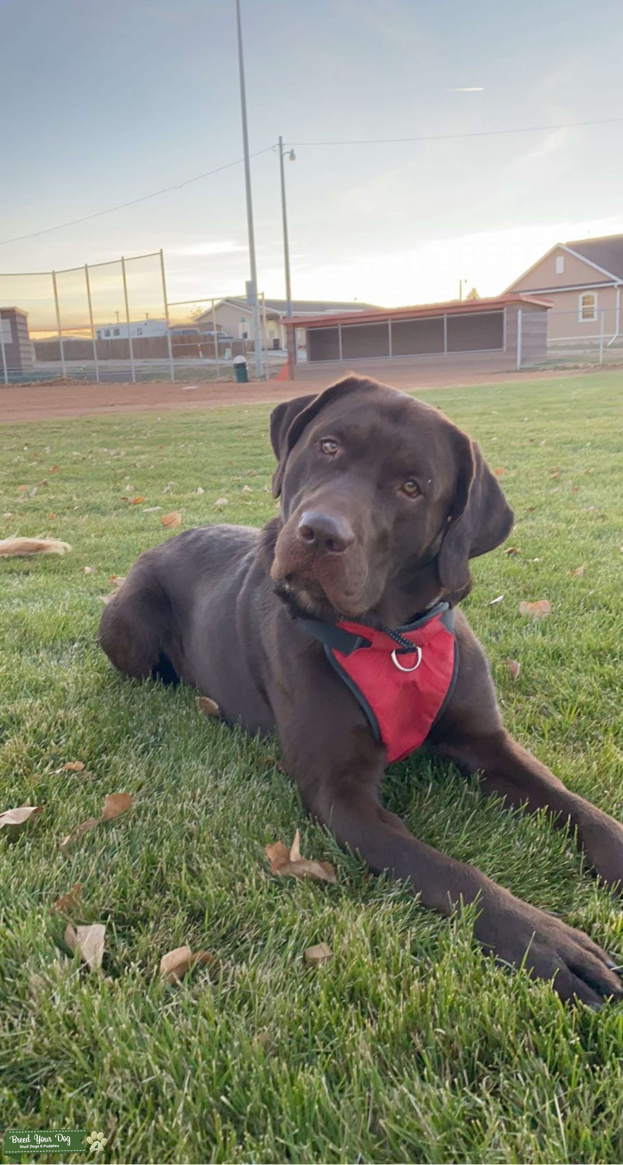Chocolate lab Stud Dog in Colorado, the United States Breed Your Dog