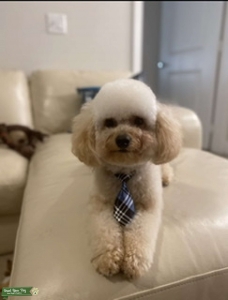 Apricot Poodle  Listing Image