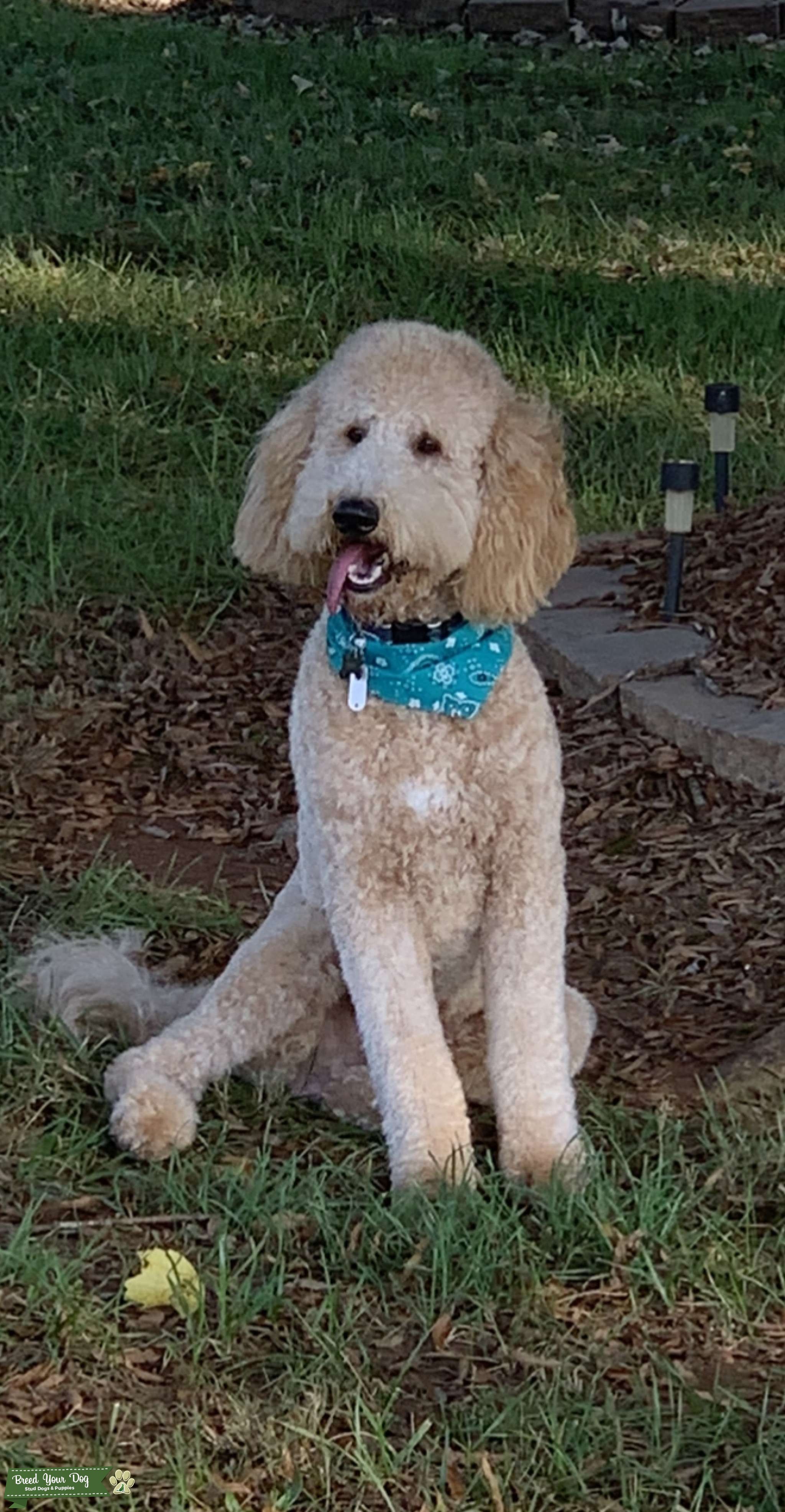 F2bb Goldendoodle Stud Dog NC Breed Your Dog