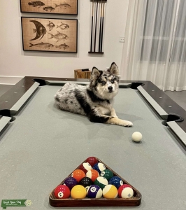 Looking for Pomsky / Pomeranian Female Listing Image
