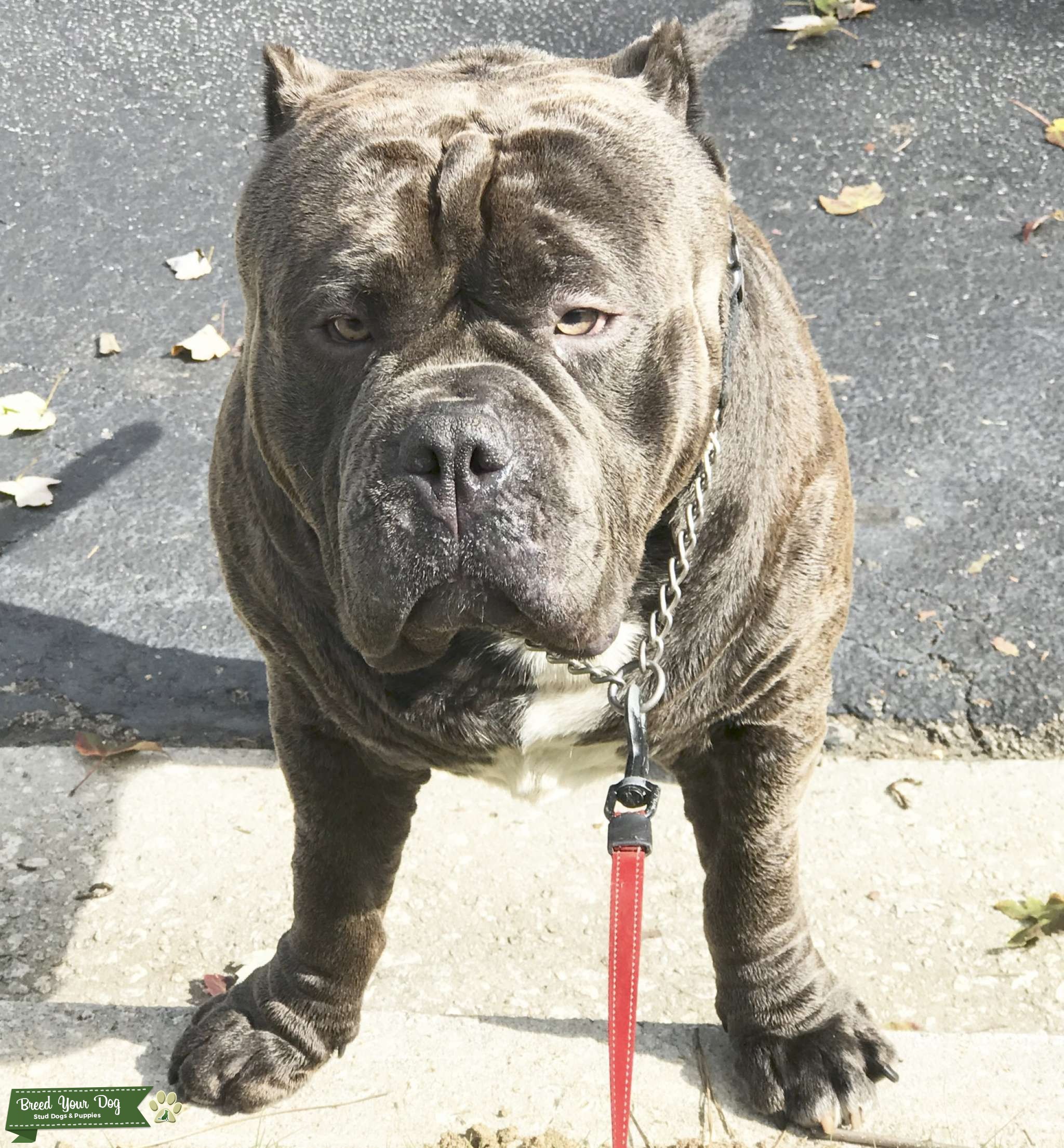 UKC Registered American Bully Stud Dog Atlanta, GA Breed Your Dog