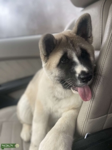 Female Akita Seeking Stud Services Listing Image
