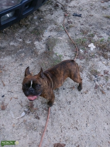 CKC Male Brindle STUD Listing Image