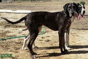 Young blue merl  Listing Image