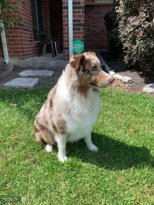Stud Red Merle  Listing Image