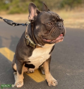 French Bulldog Stud Listing Image