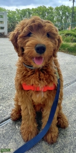 Red F1 Mini Goldendoodle  Listing Image