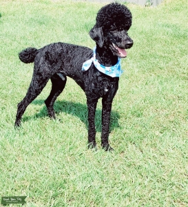 AKC Standard Poodle Stud Listing Image