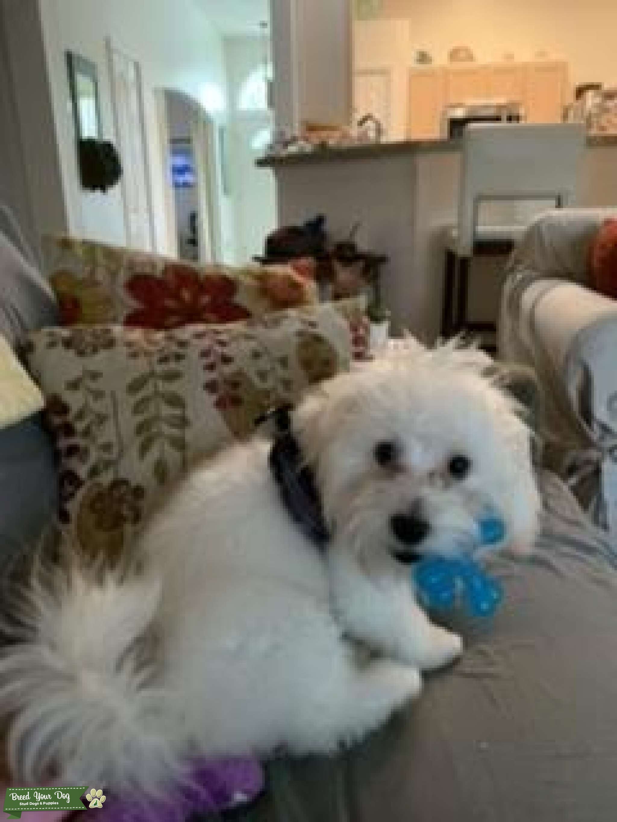 Friendly White Male Coton Stud Dog in Florida , Australia Breed