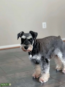 Black and Silver Miniature Schnauzer Stud  Listing Image