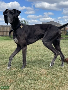 AKC Blue Merle Great Dane Listing Image