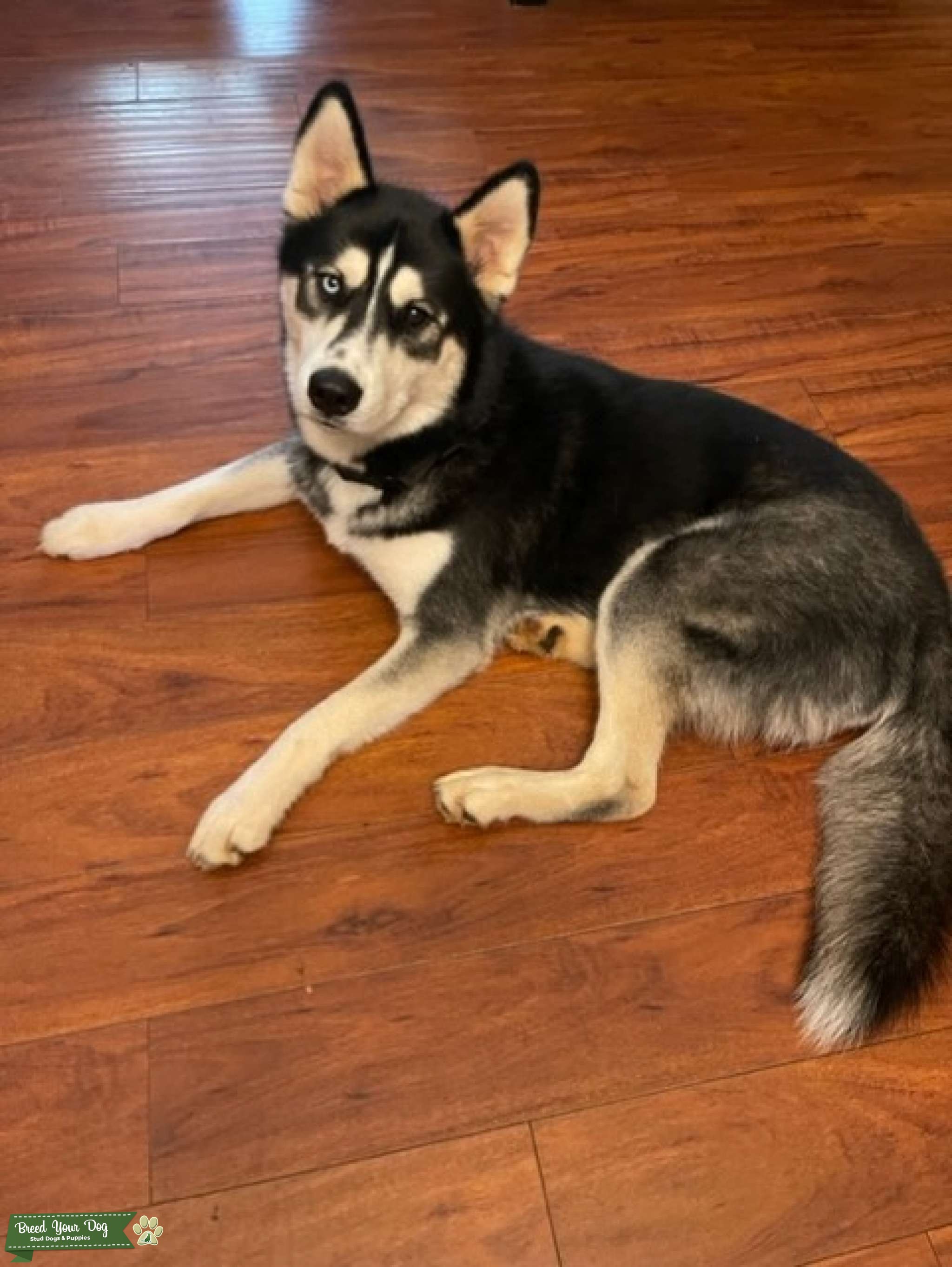 Siberian Husky Stud Stud Dog Breed Your Dog