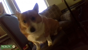 Welsh Pembroke Corgi Girl Listing Image