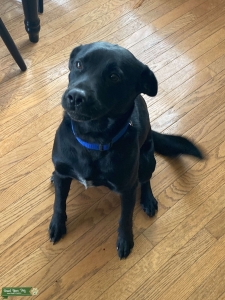 Looking for a Mate - Lab/Border Collie Listing Image