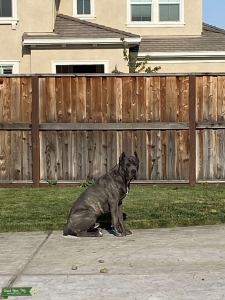 Grey Brindle Cane Corso Listing Image