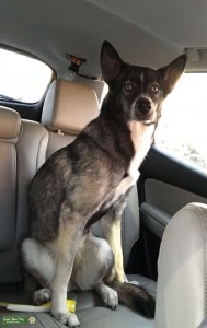 Husky Mix Listing Image