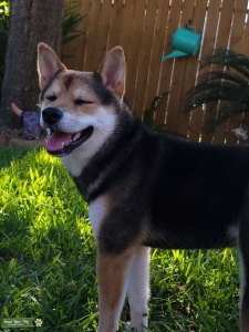 Shiba looking for potential pups! Listing Image