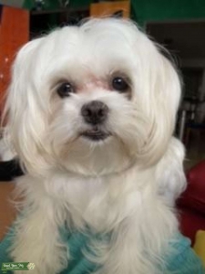 Malshi looking for Stud.  Listing Image