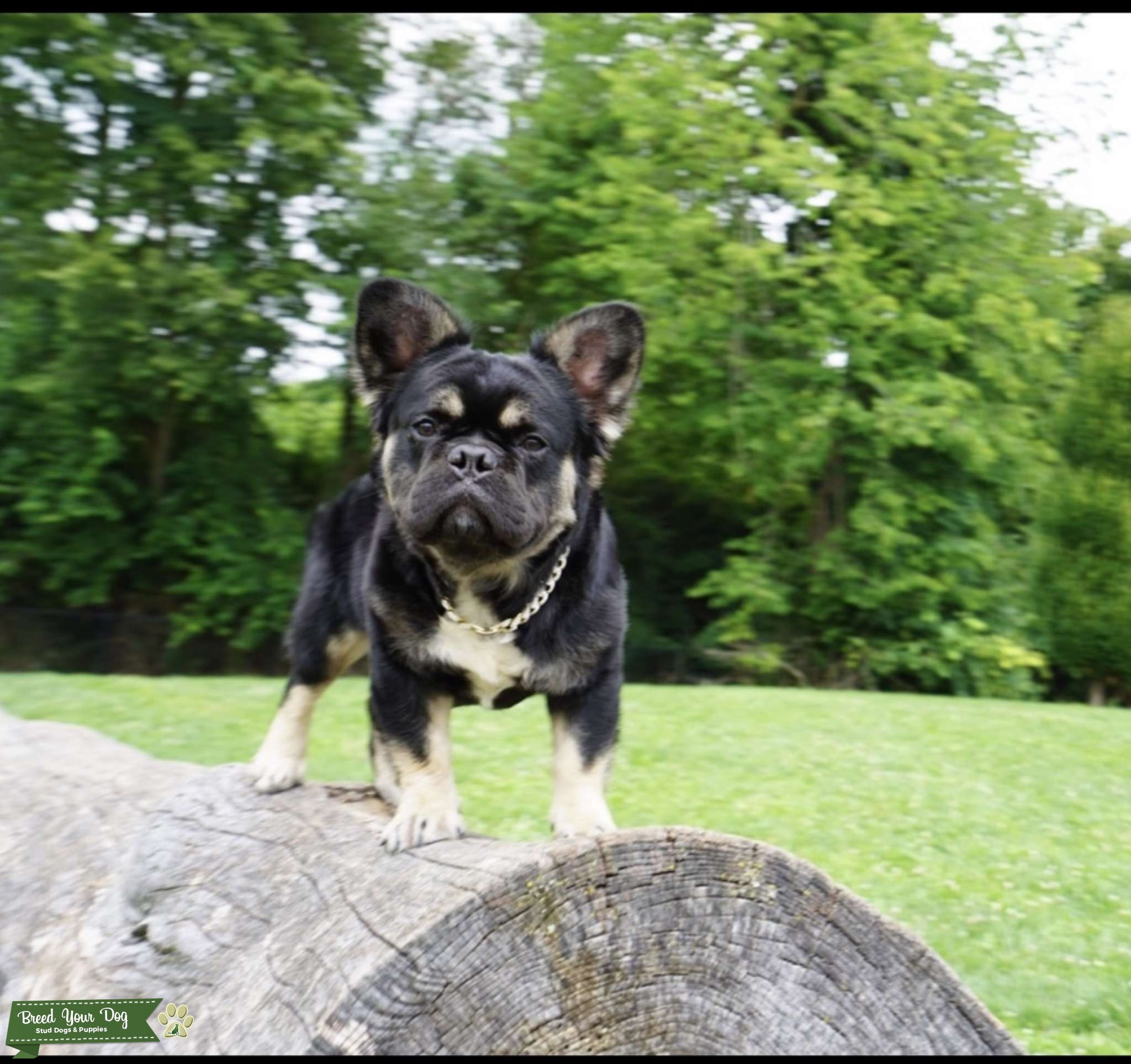 Visible black and tan quad carrier fluffy Stud Dog Ohio Breed Your Dog