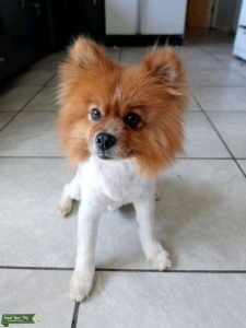 Sancho the Stud Listing Image