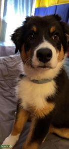 Stud Young Purebred Aussie Tri Color  Listing Image