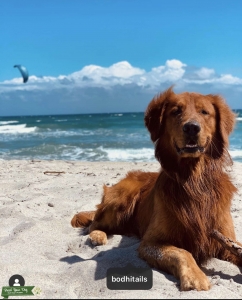 Beach bum looking for a girlfriend  Listing Image