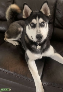 Free contact husky male  Listing Image