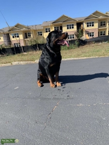 German Rottweiler Nino  Listing Image