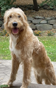 Goldendoodle  Listing Image