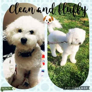 Male Bichon Frise  Listing Image
