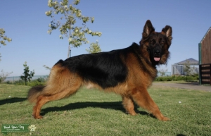 Pure-breed Long Haired German Shepherd  Listing Image